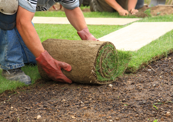 Landscaping Team Laying Sod